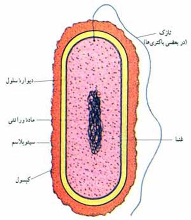 اپیدرمی و اکولوژی ویروس ها